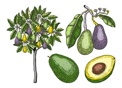 Vintage avocado illustrations set. Whole avocado fruit, cut half piece with core. Exotic tree drawing in color. Decorative branch with flowers, leaves and fruit. Healthy vegetarian food sketches